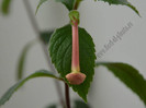 Achimenes Sweet and Sour