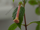 Achimenes Sweet and Sour