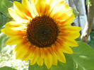 P7240043