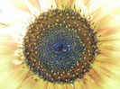 P7240046