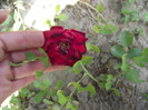 DSCF7818