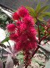 DSCF7819