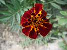 DSCF7835