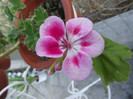 muscata