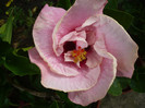 P1150227