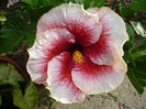 P1150247