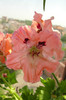 Valenciana