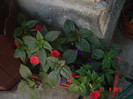 poze 1107
