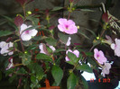 poze 1113