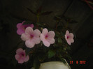 poze 1114