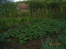 poze 1083