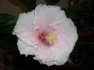 Hibiscus Baby Girl