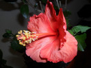 Hibiscus Sunni Cities Bordeaux