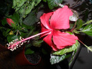 Hibiscus Surinam