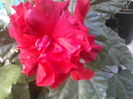 P29-06-12_09.38[2]