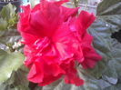 P29-06-12_09.38[4]