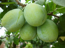 prune Renclod althan