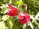 Rubis