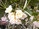 Luteum Plenum