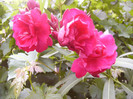 Rubis