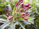 Boboci Rubis