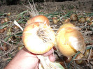 Picture 200