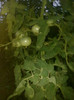 27062012705