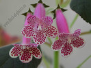 Kohleria GG Garnet Rose