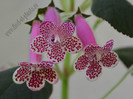 Kohleria GG Garnet Rose