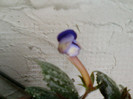 achimenes
