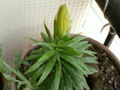 29 iunie 2012-flori 024