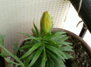 crinisor...