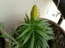29 iunie 2012-flori 028