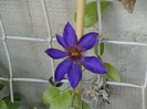 29 iunie 2012-flori 029