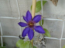 29 iunie 2012-flori 033