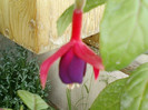 29 iunie 2012-flori 023