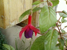 29 iunie 2012-flori 027