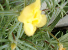 29 iunie 2012-flori 010