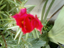 29 iunie 2012-flori 012