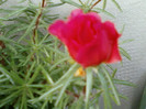 29 iunie 2012-flori 015