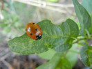 Ladybug_Buburuza (2012, June 29)