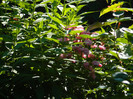 DSCN9093