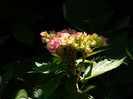 DSCN9094