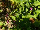 DSCN9096