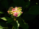 DSCN9098