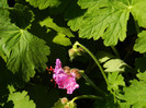 DSCN9100