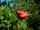 DSCN9108