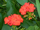DSCN9116