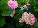 DSCN9136