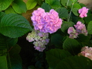 DSCN9137
